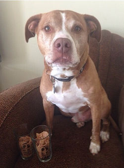 Baxter Bean - North Carolina