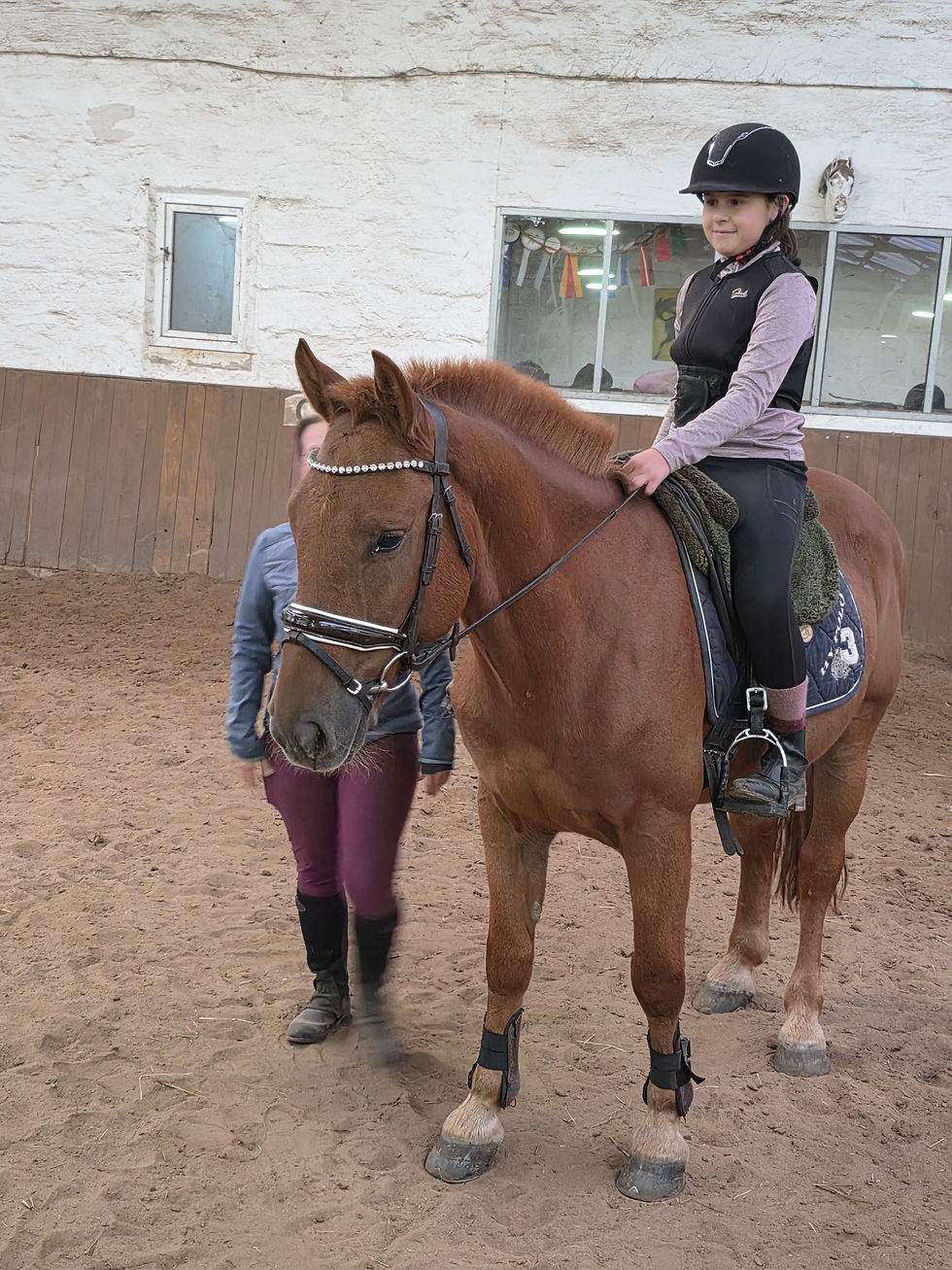Liebes zuverlässiges Kleinpferd , auch von Kindern geritten