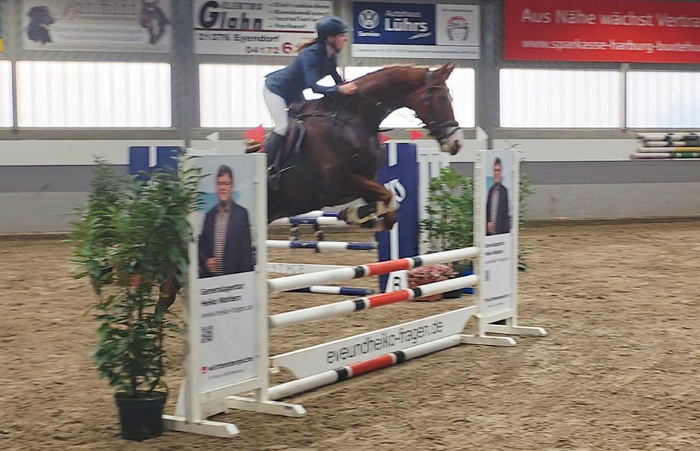 Miniaturbild: Springpferd / Allrounder