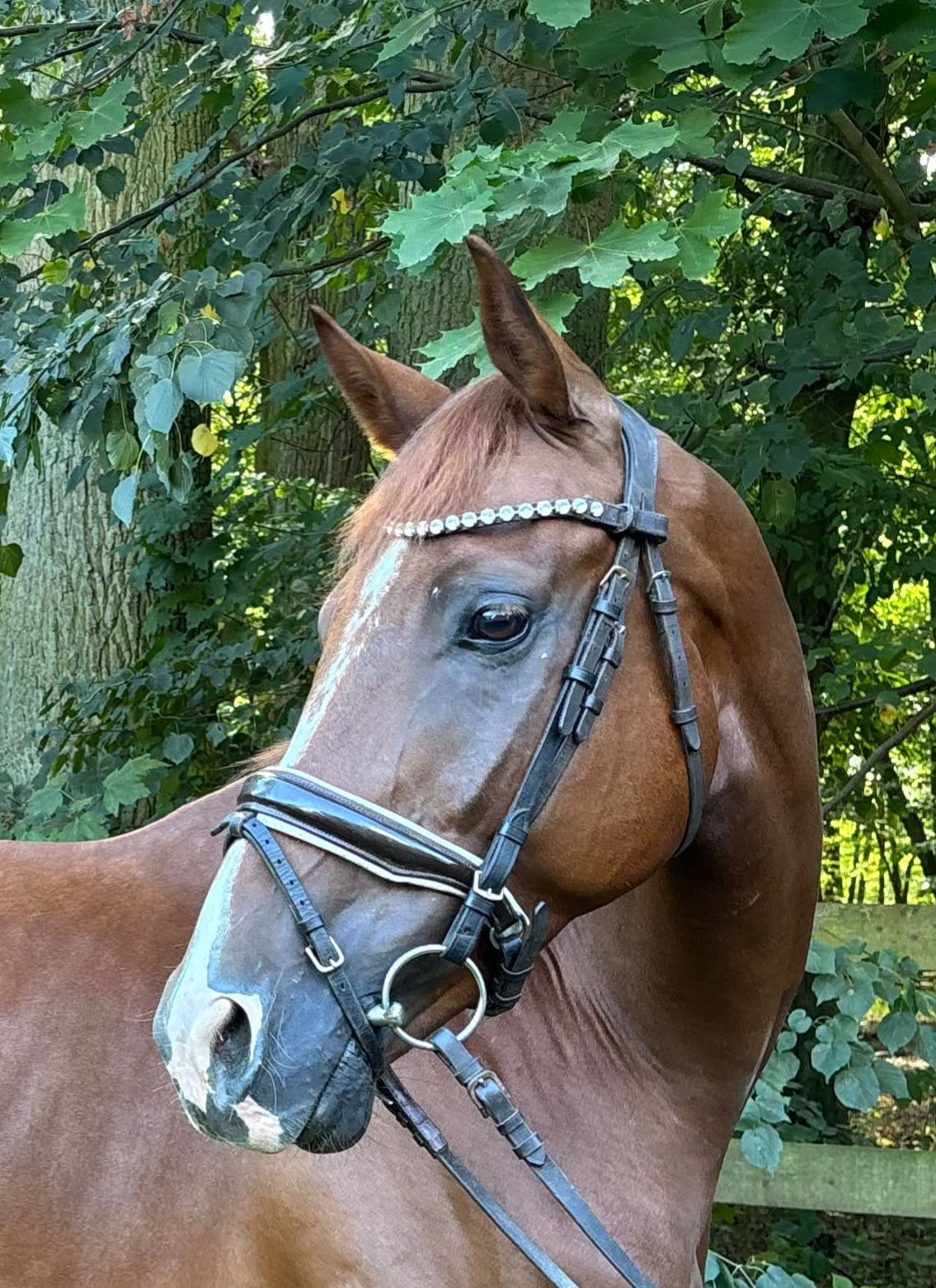 5j Dressurnachwuchs / Allrounder/ Hunter
