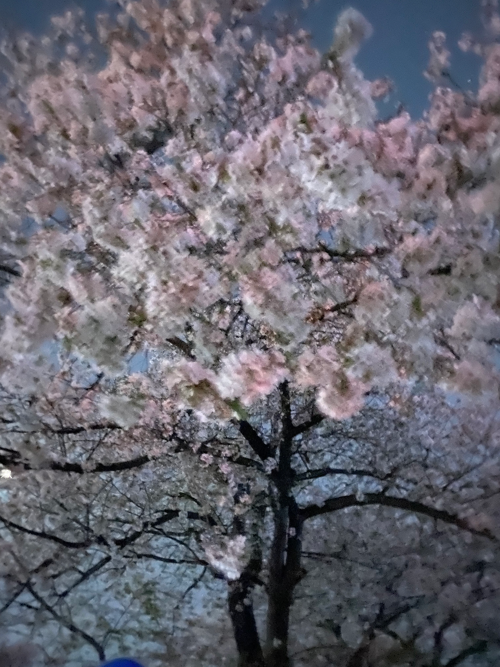桜の名所 新川の桜