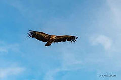 SIL_DSC9582-W.jpg