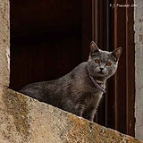 SIL_DSC9241-W.jpg