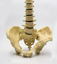 anatomical-21d02d1846f40e19fd5c9f1deb40a84c.jpg