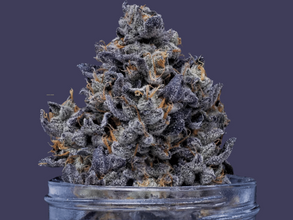 You Must Try the Lemon Cherry Gelato Strain if You’re 420 Friendly