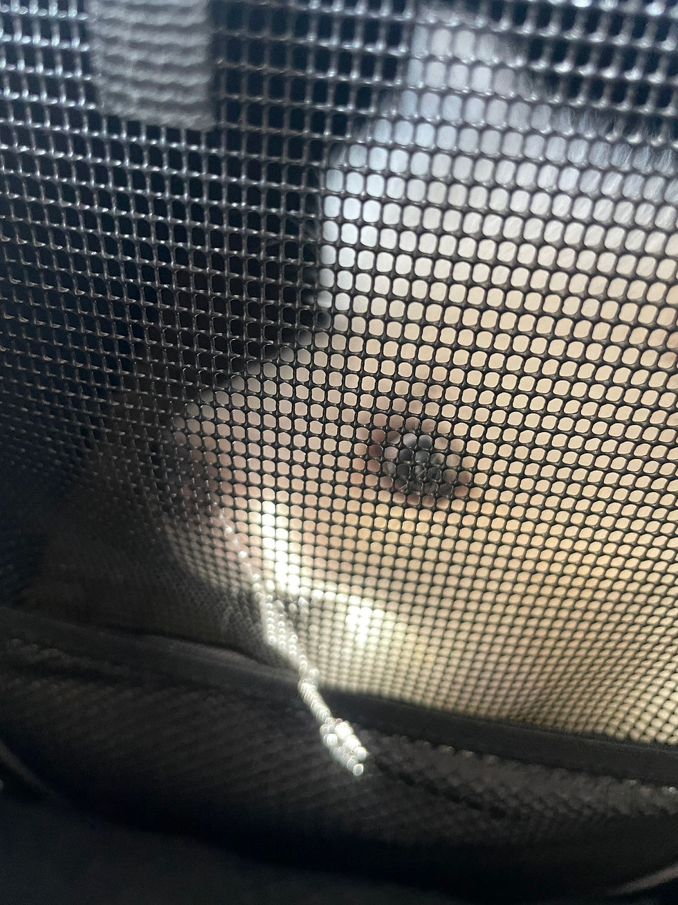 可愛い子が家に来た