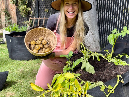 Grow your own potatoes in 90 days!