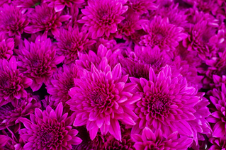 Purple Chrysanthemums