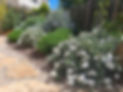 les-lianes-grimpantes-photo-petit-jardin-sec