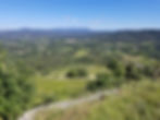 les-lianes-grimpantes-approche-sensible-paysage