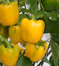 Sweet Pepper Green to Yellow.jpg