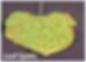 Leaf Spots.jpg