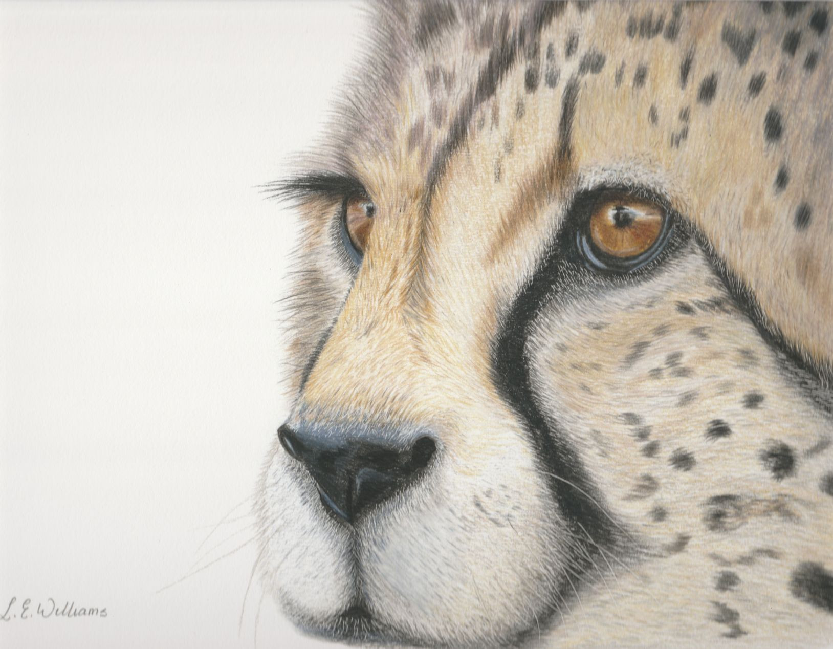 Cheetah Head Study