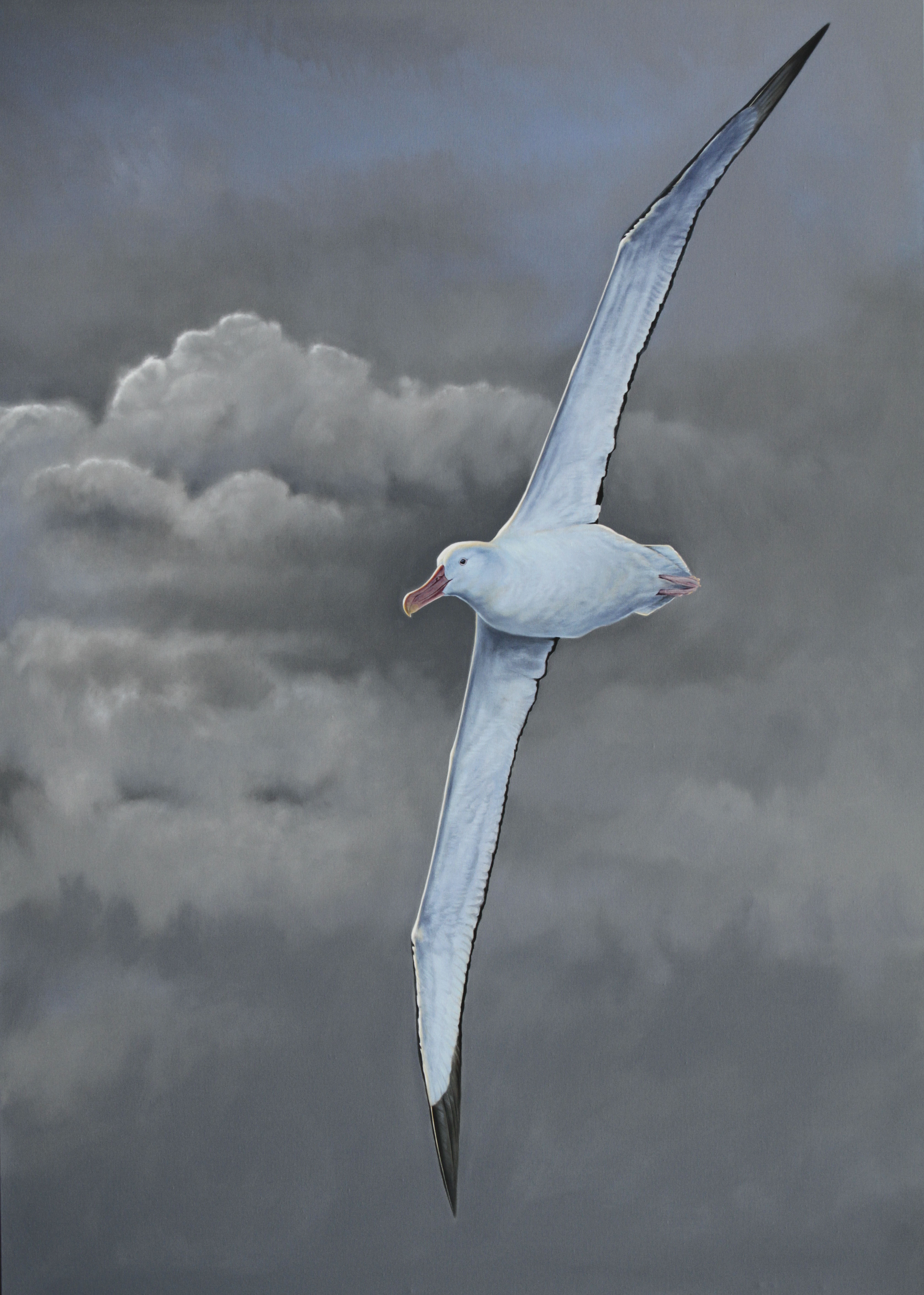 'Southern Ocean Wanderer' Wandering Albatross