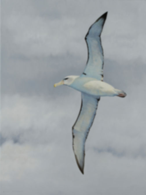 Shy Albatross