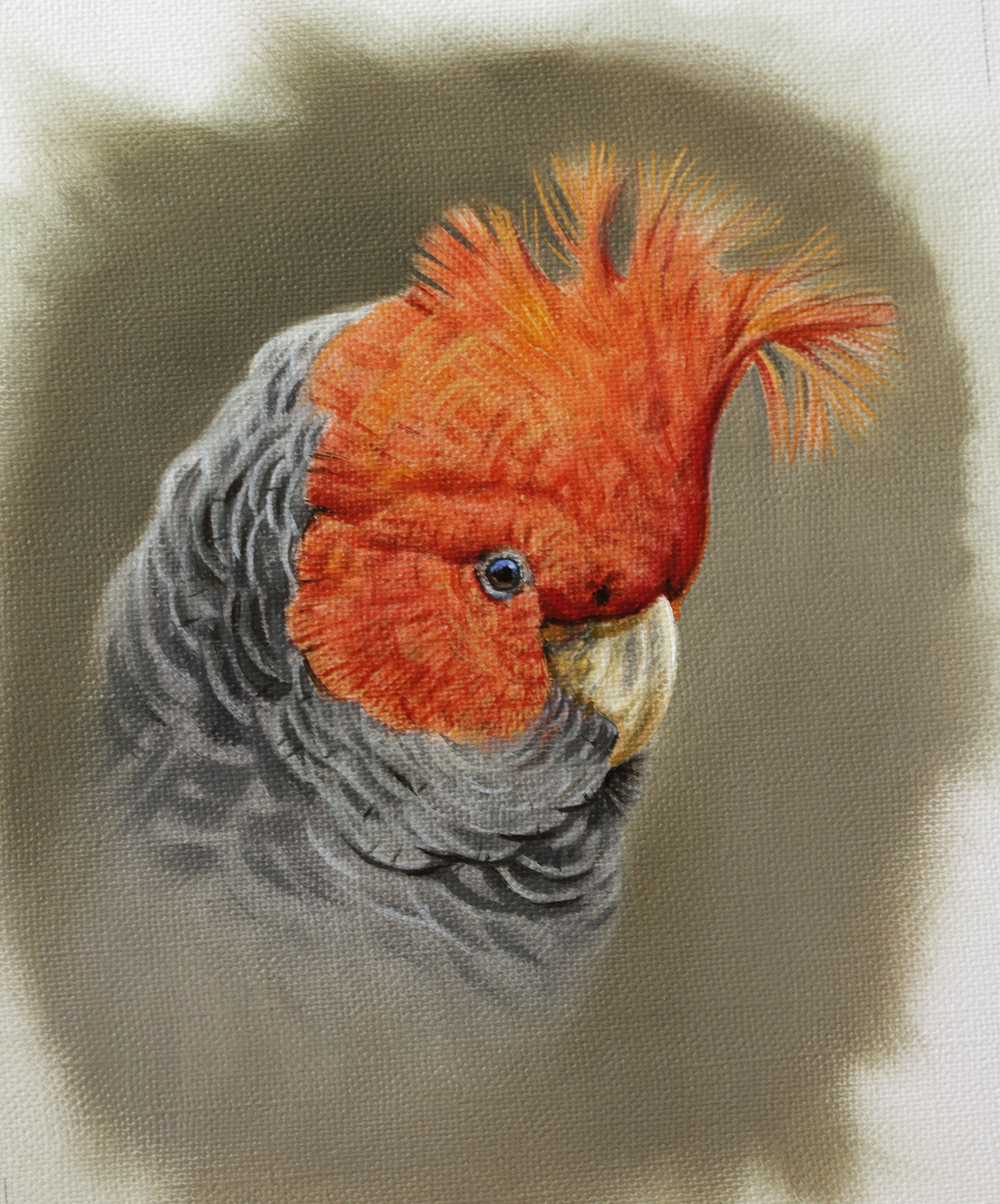 Gang-gang Cockatoo Card