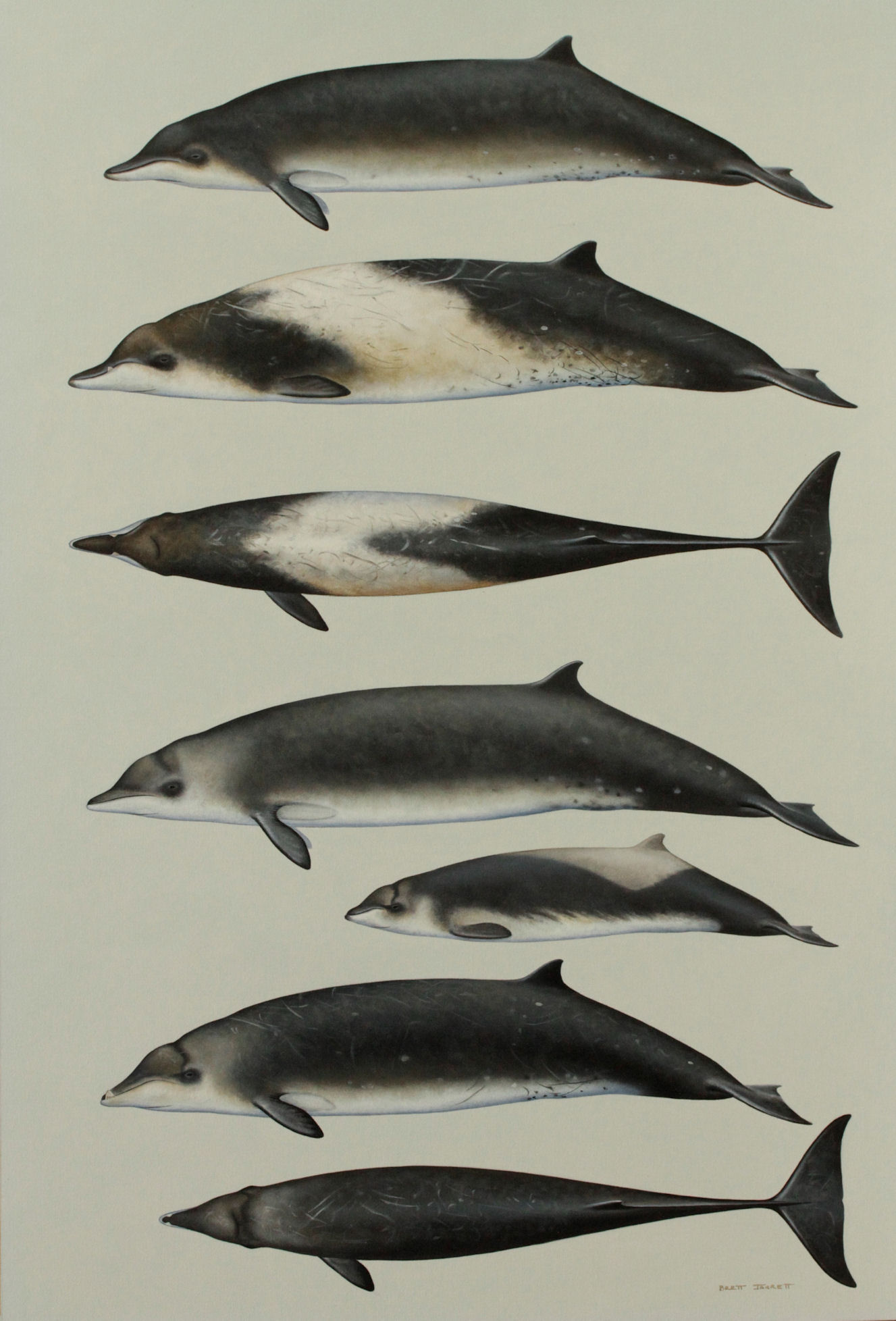Pygmy and Perrin's Beaked Whales