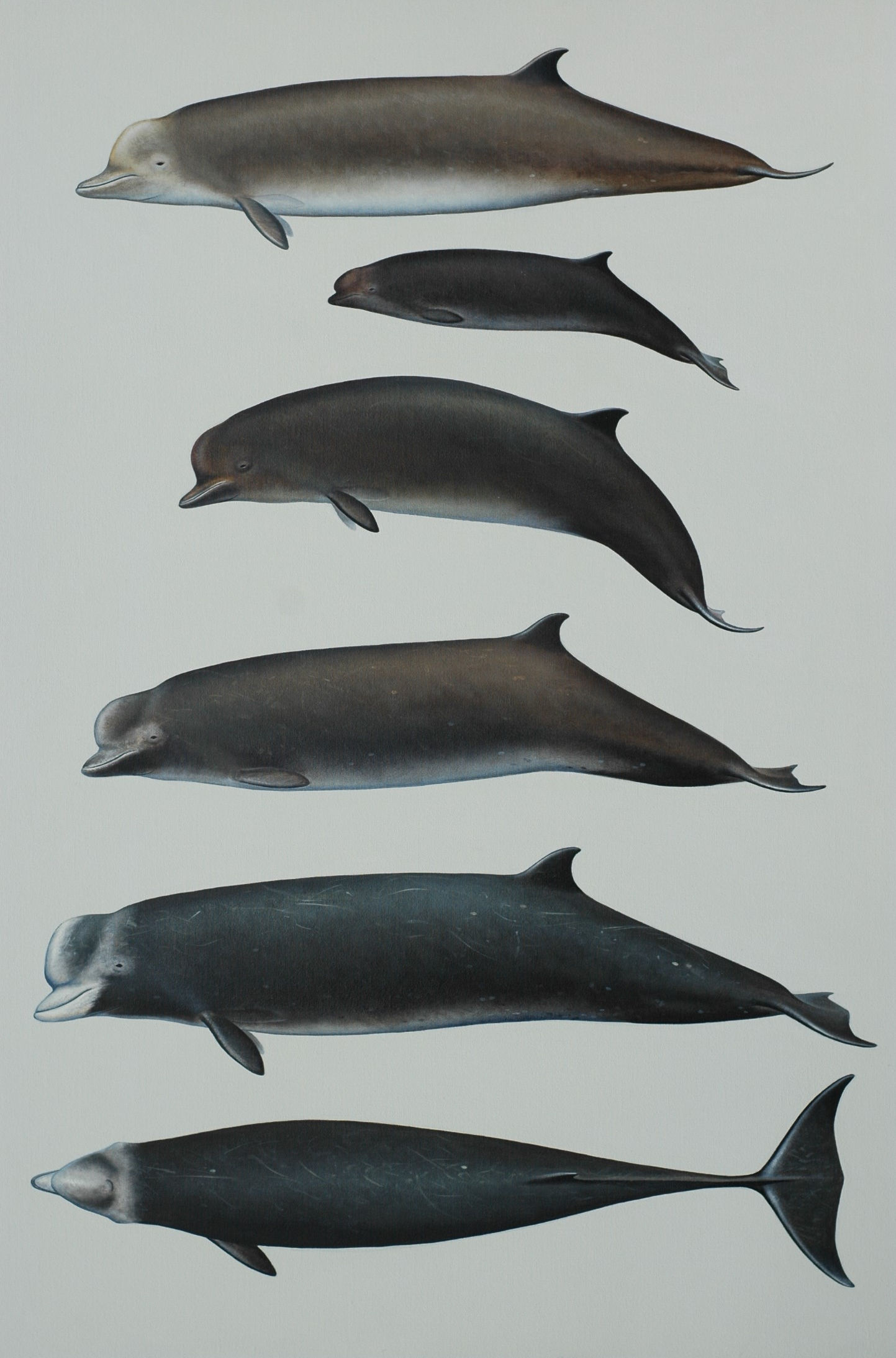 Northern Bottlenose Whale