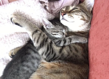 התמודדות עם אובדן