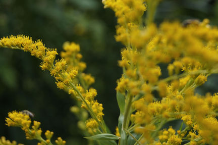 Flora7