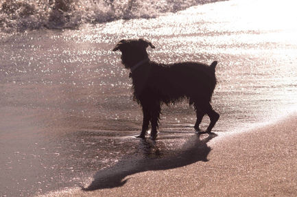 BlackSchnauzer5