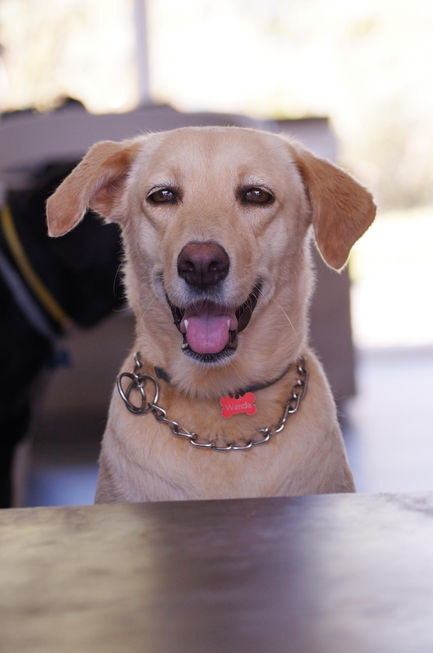 LabradorWanda2