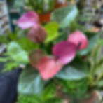 A Pink Anthurium being held up at the Garden Geeks store. | Garden Geeks UK