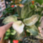A Philodendron Birkin being held up at the Garden Geeks store. | Garden Geeks UK
