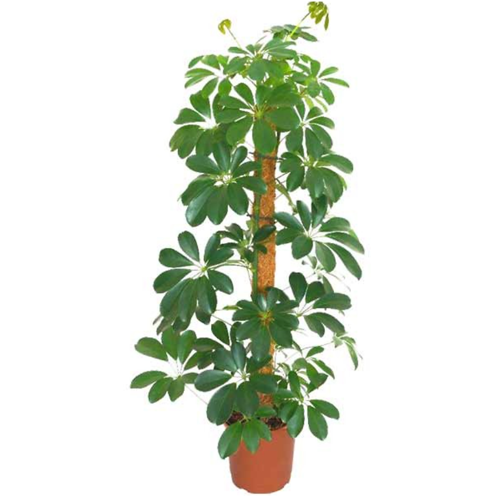 BetterGrow Coir Pole Stackable Moss Pole Totem with a Plant | Garden Geeks UK
