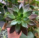 An Echeveria 'Black Prince' being held up at the Garden Geeks store. | Garden Geeks UK
