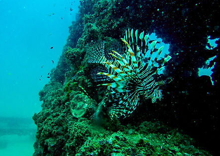 Lionfish Koh Waen.jpg