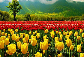 Best of Kashmir free Shikara Ride