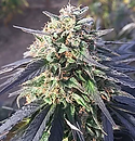 IMG_1930.webp