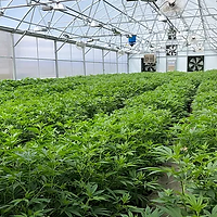 Greenhouse Pic.png