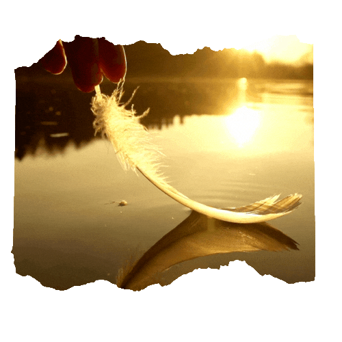 feather video.gif
