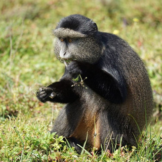golden monkey.jpeg