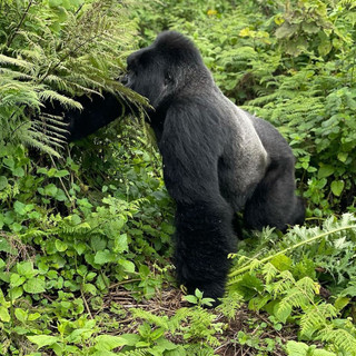 gorilla.jpeg