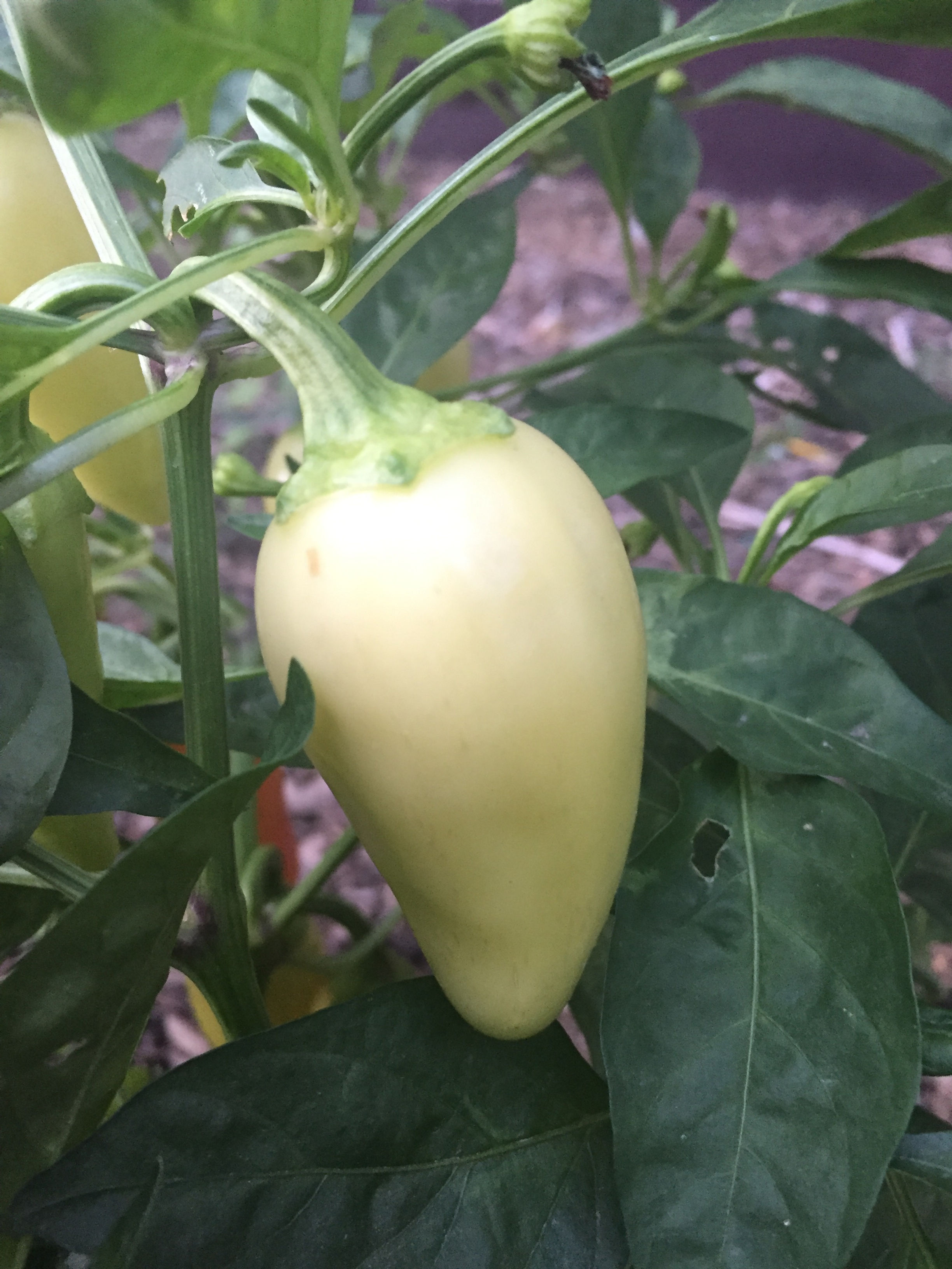 White Jalapeno (Capsicum annuum)