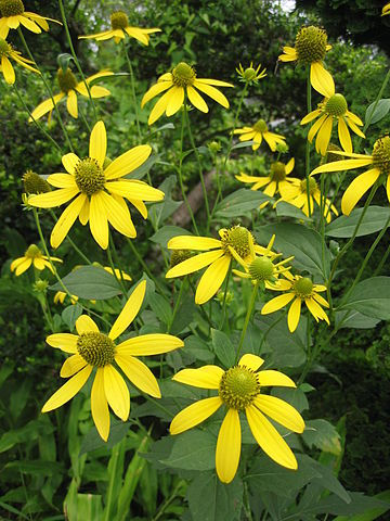Rudbeckia laciniata (Cut-Leaved Coneflower)