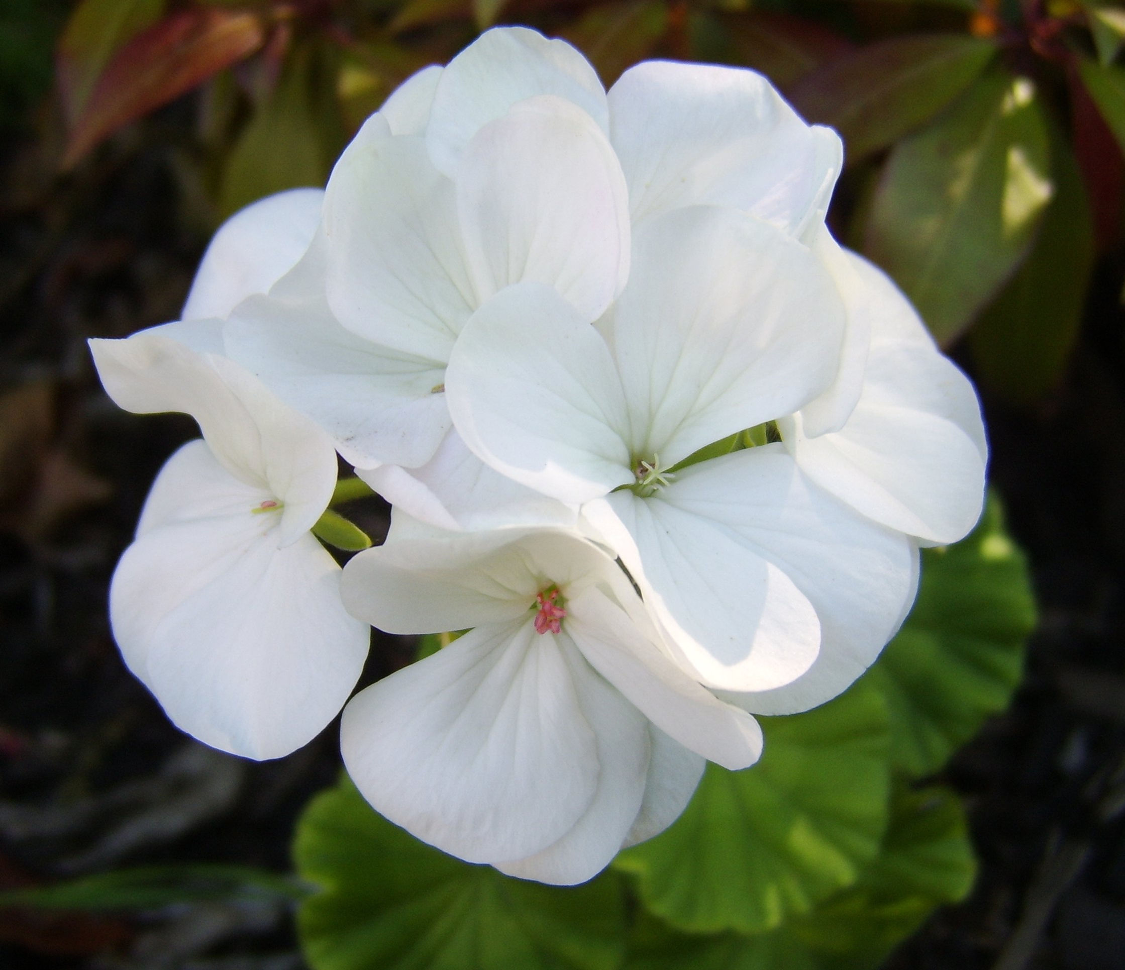 Geranium - White Hybrid