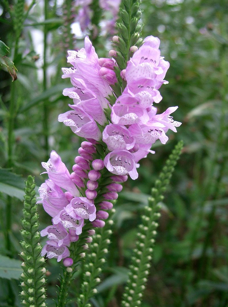 Physostegia verginiana (Obedient Plant)