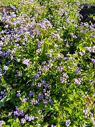 mistflower.jpg
