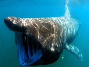 Basking Sharks Code of Conduct