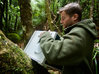 Kokako have returned to the maunga!