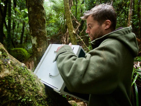 Kokako have returned to the maunga!