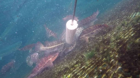 wrasse-1.JPG