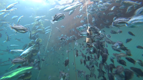 lumpfish-2.PNG