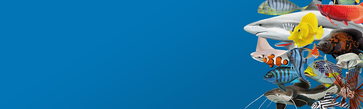 vitalis-banner-1.jpg