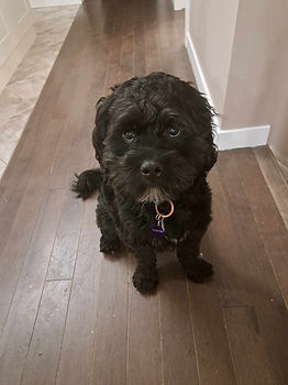 Theo | Ruff Start Rescue