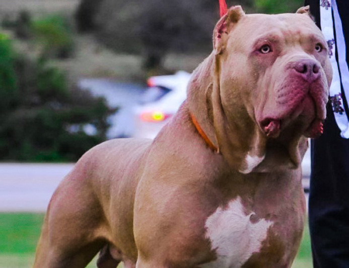 Litter 1 CRENSHAW KENNELS